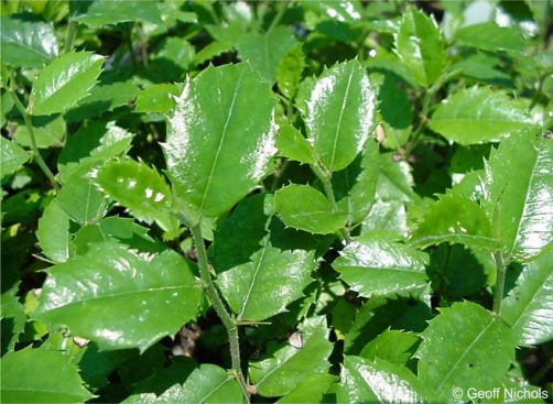 Seedlings of Chaetachme aristata 