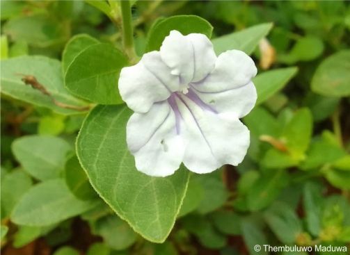 Ruellia patula