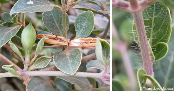 Ruellia patula fruiting capsule LEFT, stem RIGHT