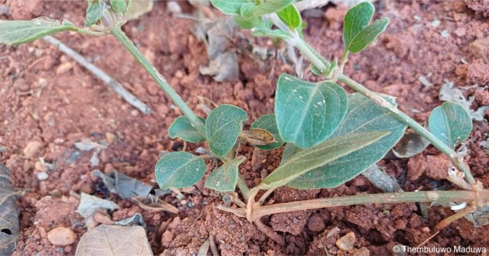 Ruellia patula rooting where a node touches the ground