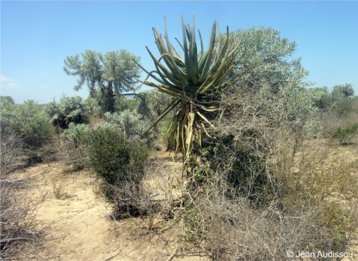 Aloestrela suzannae in habitat, Atsimo-Andrefana region, Madagascar