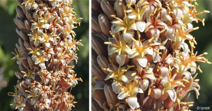 Aloestrela suzannae flowers on a plant in cultivation, San Diego, USA.