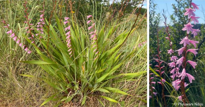 Watsonia strubeniae in flower in habitat