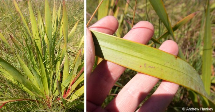 Watsonia strubeniae leaves