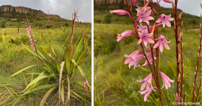 Watsonia strubeniae in flower in habitat