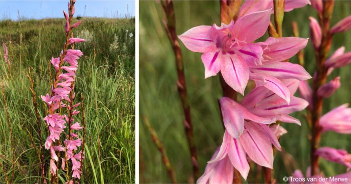 Watsonia strubeniae inflorescence and flowers