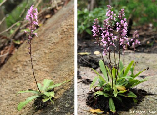 Stenoglottis longifolia growing on its preferred rocky substrate