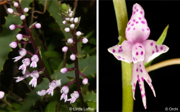 Stenoglottis longifolia flowers 