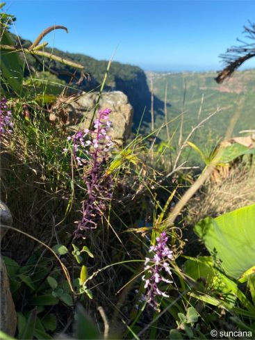 Stenoglottis longifolia in habitat