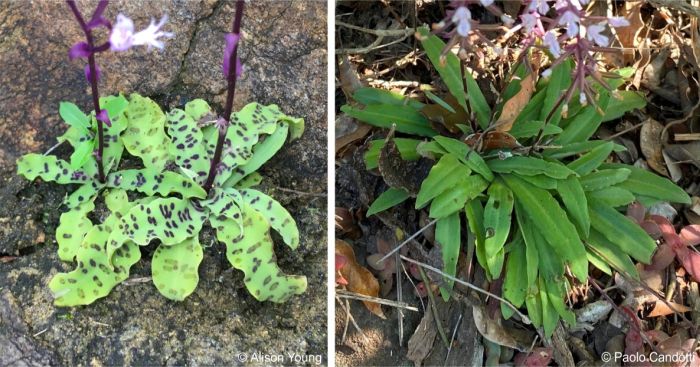 Examples of leaf variation