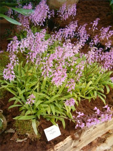 Stenoglottis longifolia in cultivation at the Botanic Garden Berlin