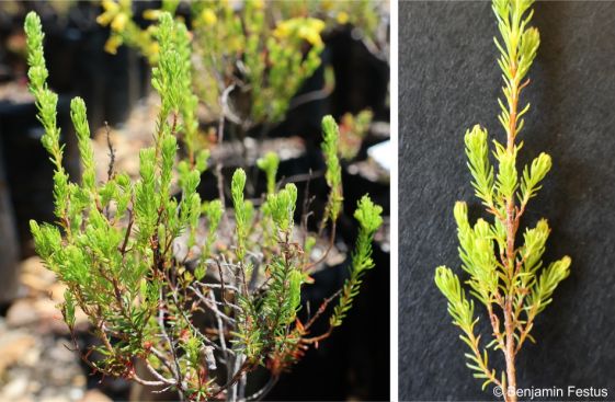 Leaves of Erica blandfordia 