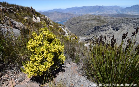 Erica blandfordia in habitat