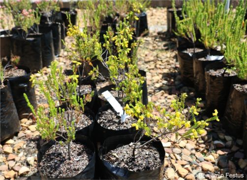 Erica blandfordia in the nursery