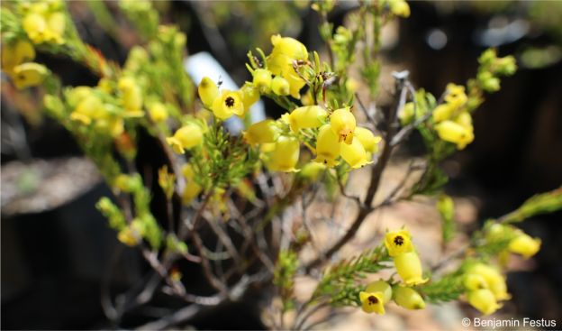 Erica blandfordia flowers