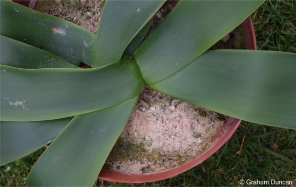 Brunsvigia pulchra leaves