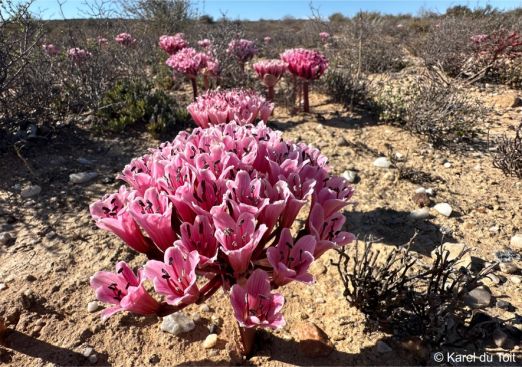 Brunsvigia pulchra in flower in habitat