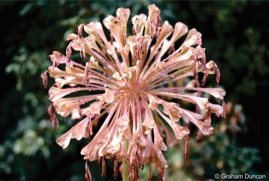 Brunsvigia pulchra seed head