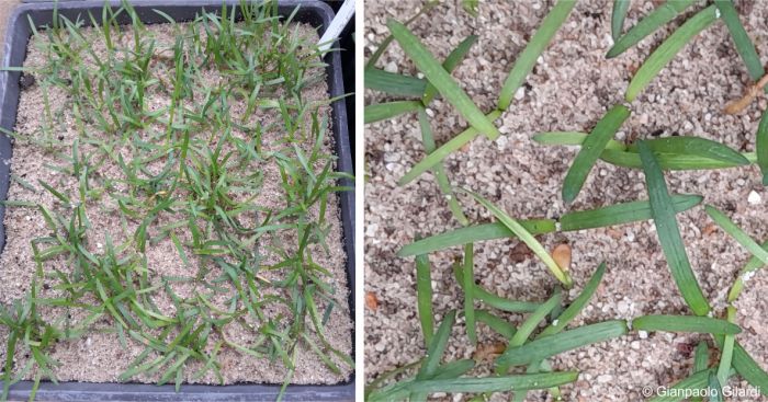 Brunsvigia pulchra seedlings