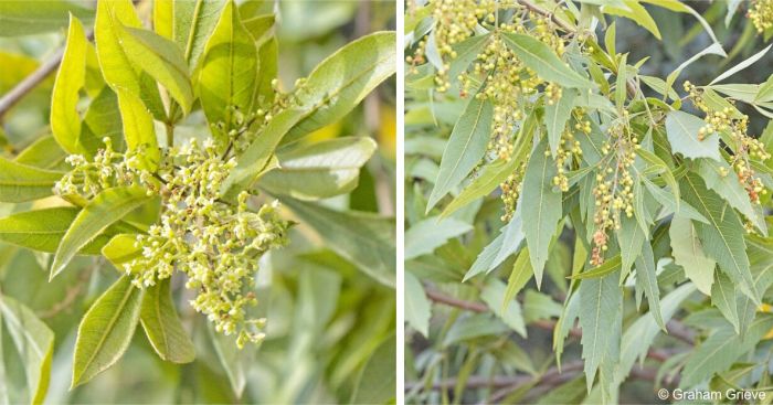 Searsia gerrardii flowers LEFT and fruits RIGHT