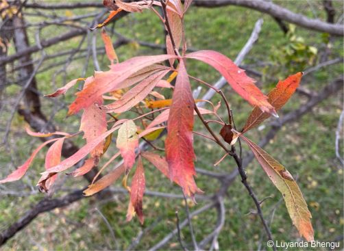 Searsia gerrardii red leaves in autumn