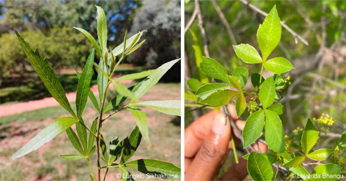 Searsia gerrardii leaves