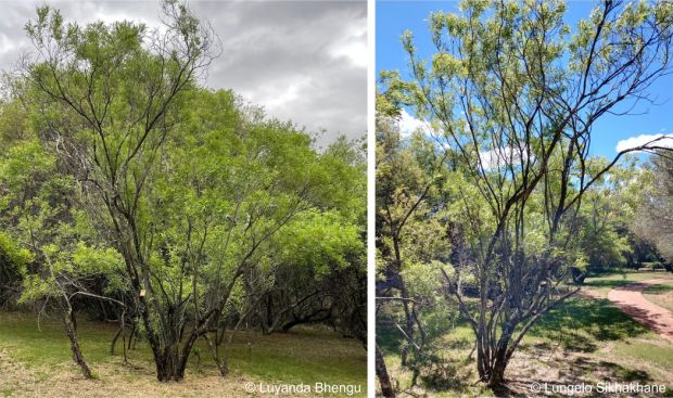 Searsia gerrardii in the Free State National Botanical Garden