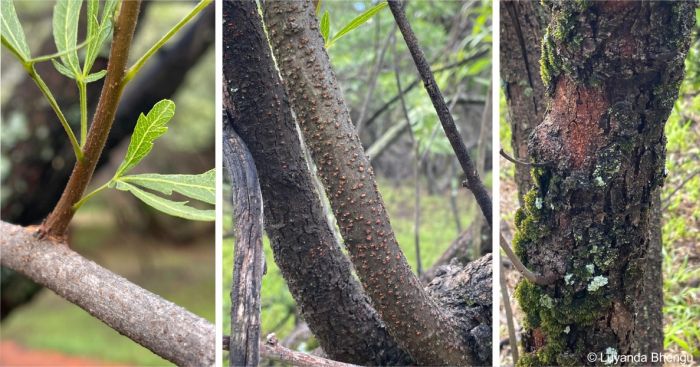 Searsia gerrardii has orange lenticels and granular bark