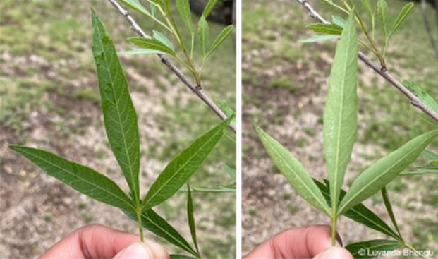 Searsia gerrardii leaf, showing upper and lower surface