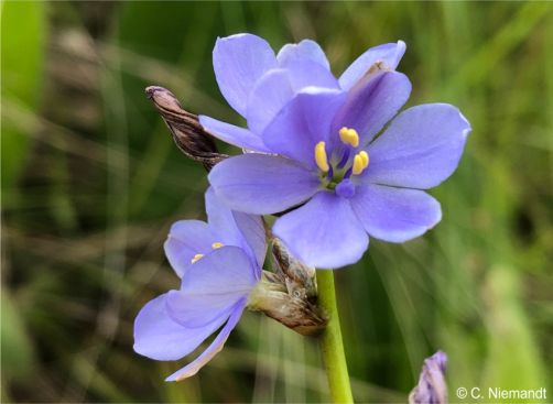 Aristea torulosa 