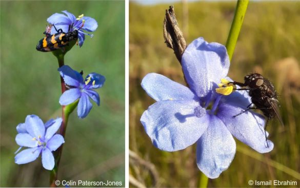 Aristea torulosa are visited by pollinators like bees and flies and the flowers are eaten by blister beetles