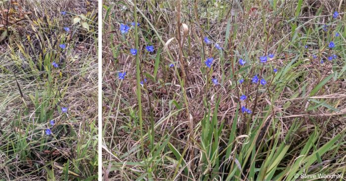 Aristea torulosa in flower in habitat, in Mpumalanga