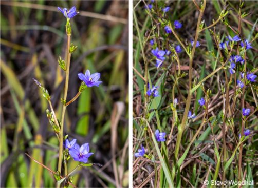 Aristea torulosa in flower in habitat, in Mpumalanga