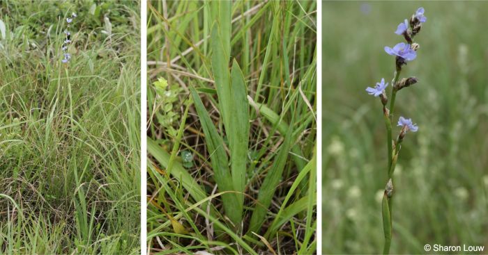 Aristea torulosa plant in flower, showing basal leaves, cauline leaves and spathes