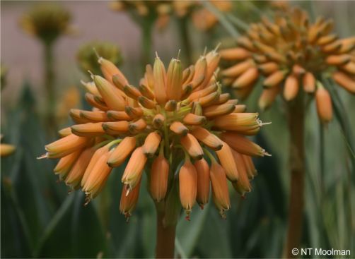 Aloe ecklonis