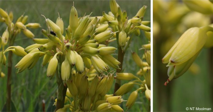 Aloe ecklonis yellow flower head and a close-up of a flower