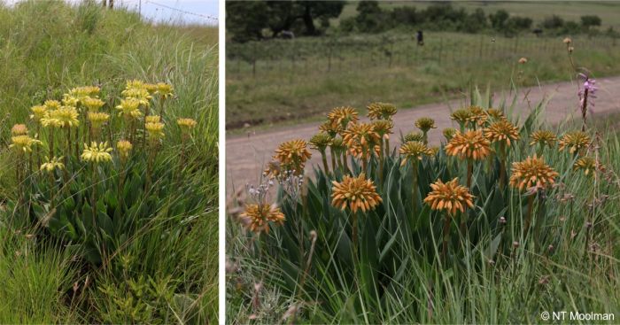 Aloe ecklonis yellow flowered and orange flowered clump