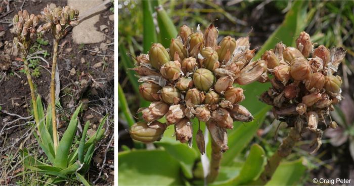 Aloe ecklonis in fruit