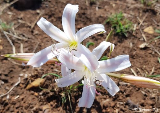 Crinum lugardiae 