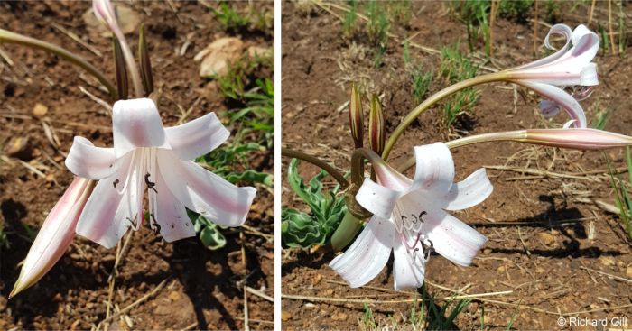 Crinum lugardiae flowers