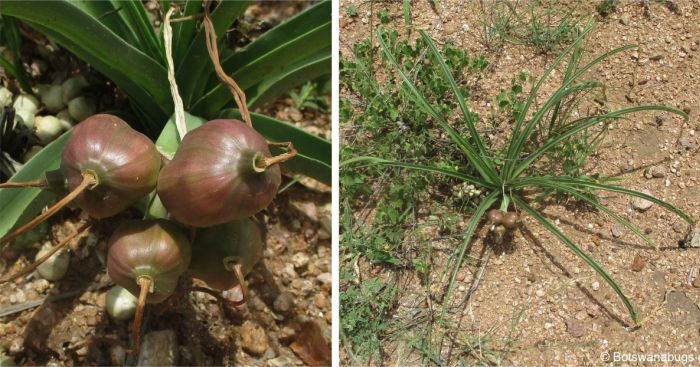 Crinum lugardiae in fruit