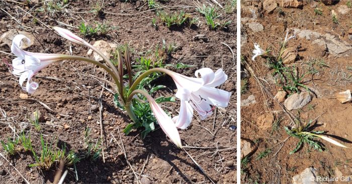 Crinum lugardiae in habitat