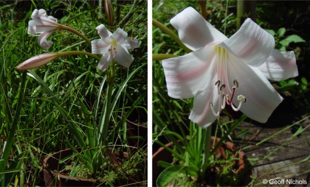 Crinum lugardiae in cultivation