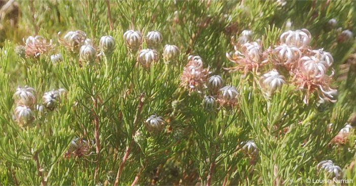 Serruria dodii flowering stems