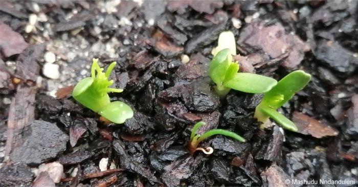 Serruria dodii seedlings