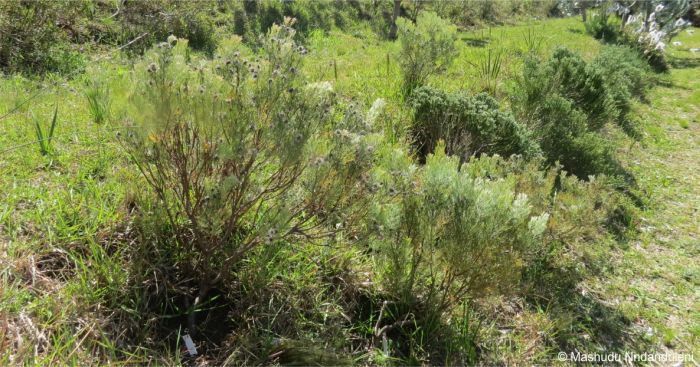 Serruria dodii growing in Kirstenbosch NBG