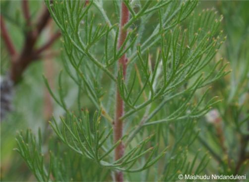 Serruria dodii leaves