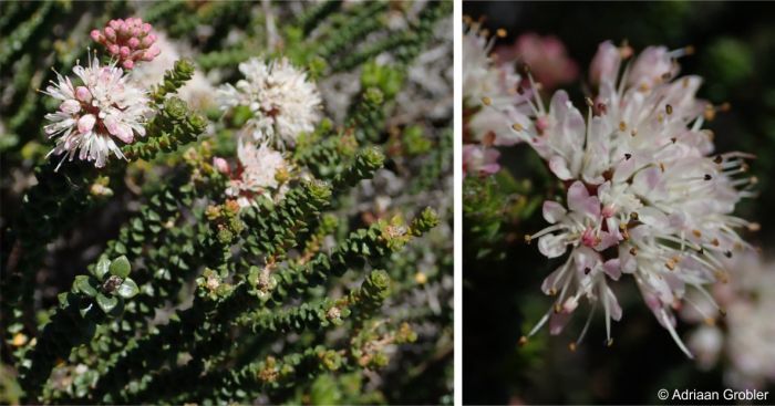 Agathosma muirii in flower