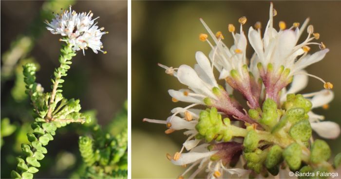 Agathosma muirii showing a flowering stem and a close-up of the flowers