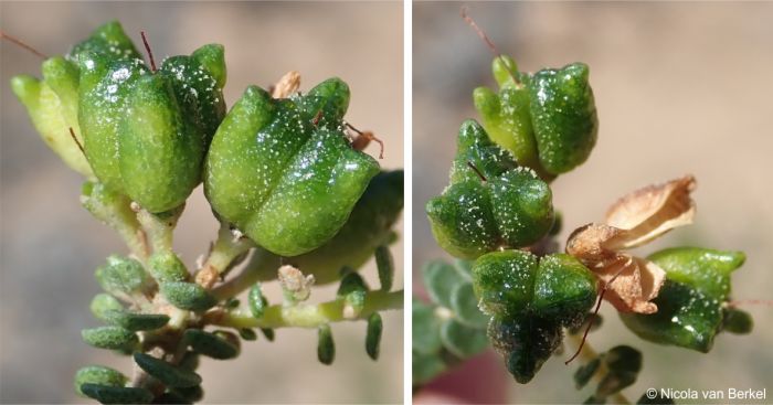 Fruits of Agathosma muirii 